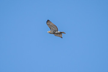 hawk flies high in blue skies