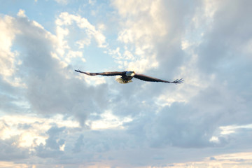 bald eagle soars high with wings spread wide