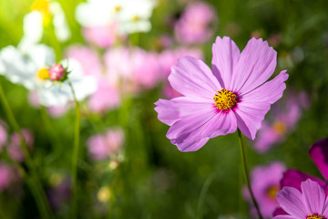 Obraz premium Beautiful Cosmos flowers in garden. Nature background.