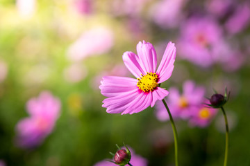 Obraz premium Piękne kwiaty kosmosu w ogrodzie. Tło natura.