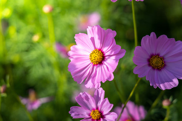 Fototapeta premium Beautiful Cosmos flowers in garden. Nature background.