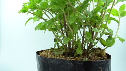 mint plant in a black pot with white background.