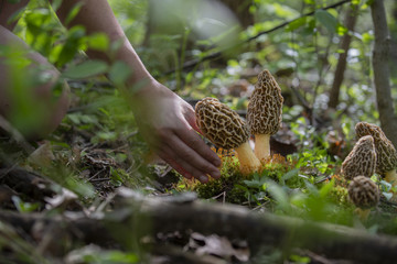 Huge morel mushrooms growing in michigan forest with moss - obrazy, fototapety, plakaty