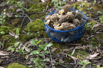 fresh picked Michigan morel mushrooms in a blue wire basket on moss forest floor