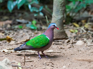 The Common Emerald Dove is a green pigeon which is a widespread resident breeding bird in the tropical and sub-tropical parts of the Indian Subcontinent and east through South East Asia. 