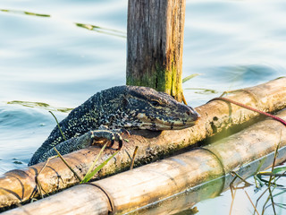 The Asian Water Monitor is a large lizard native to South and Southeast Asia where it lives close...