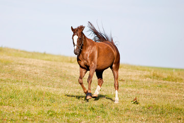 Schönes glänzendes Pferd auf der Wiese rennt frei im Sommer.