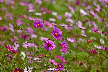 光を浴びて輝く満開のピンクのコスモス