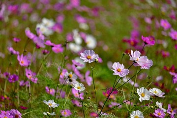 Obraz premium 光を浴びて輝く薄紅色のコスモス