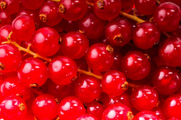 closeup photo of red fresh currant background.