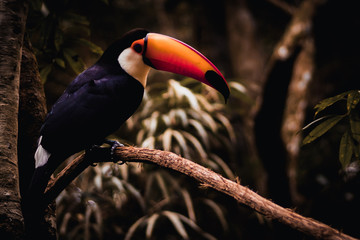 side toucan on tree branch