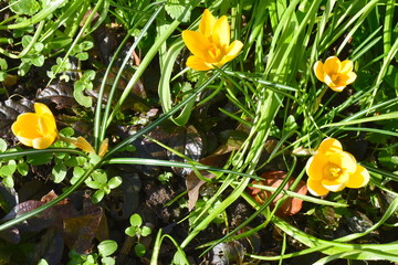 Cup shaped salverform flower tapers off into tube with three stamens Colors vary lilac mauve yellow white are predominant Crocuses are native to woodland scrub meadows from sea level to alpine tundra © Rusana