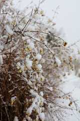 Snow-berry fence in a snowy day with fruit