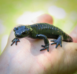A black Alpine salamander
