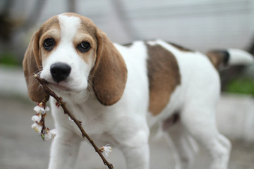 A young dog carries a branch with flowers.