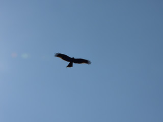 青空を飛ぶかっこいいトンビの飛行