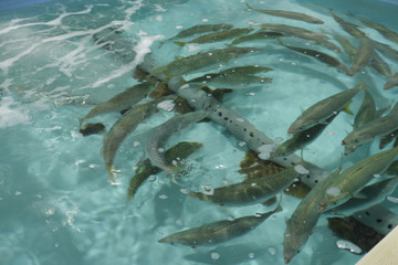群れで泳ぐ生簀の中の海水魚
