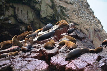 Group of sea lions sleeping spread out on a rocky cliff in Islas Ballestas Paracas Peru