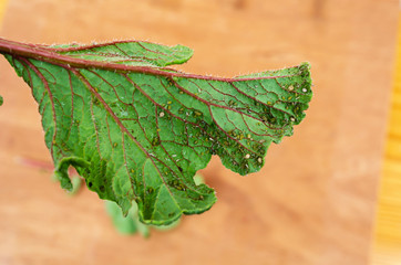 Closeup Of Dorsal Venation Of Radish Leaf