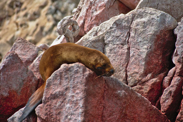 sea lion face laying on a rocky cliff in Islas Ballestas Paracas Peru