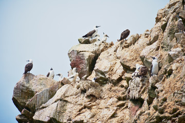many Peruvian boobies parched on a rock Las Islas Ballestas Paracas Peru