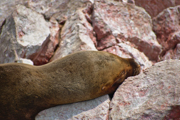 sea lion face sleeping closeup on a rocky cliff in Islas Ballestas Paracas Peru
