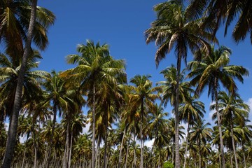 Fototapeta na wymiar Porto de Pedras / Alagoas / Brazil. December, 1, 2019. Praia do Patacho on the north coast of the state of Alagoas, in northeastern Brazil. The place is known for its vast coconut groves, strips of wh