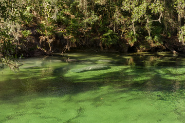 manatees gathered  in blue spring state park one is isolated