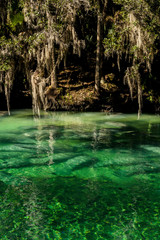 manatees gathered under tree with spanish moss in blue spring state park