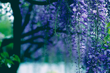 Obraz premium 藤の花