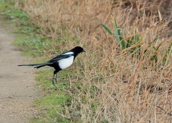 Magpie in a field on the morning