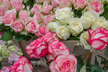 Close up view of various color red, white and pink blooming roses backdrop at florist. Vivid pastel flower in bloom. Blossom roses for Valentine day.