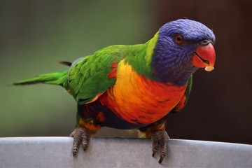Rainbow lorikeet feeding