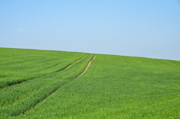 Close up of green grass wheat field in spring