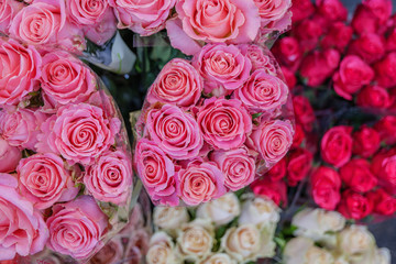Close up view of various color red, white and pink blooming roses backdrop at florist. Vivid Pantone flower in bloom. Blossom roses for Valentine day.