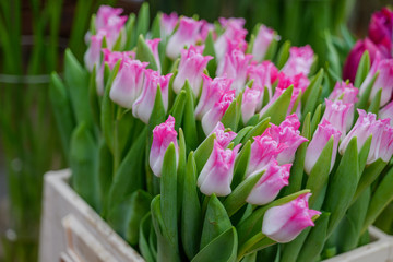 Close up view at bouquet of pale pink and white blooming tulips in white plastic box at florist. Blossom tulips for sell in front of flower shop.