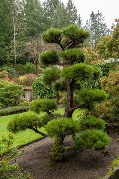 A picture of a pine tree pruned beautifully.   Victoria  BC  Canada
