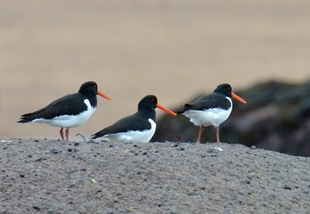 Beautiful oystercatchers on the sand of the Tregastel beach in Brittany. France
