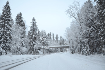 Winter time in Tampere forest with nobody around. Tampere is a city in Pirkanmaa, southern Finland. It is the most populous inland city in the Nordic countries.