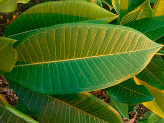 Frangipani green leaves on tree background closeup. Very beautifully in the garden.