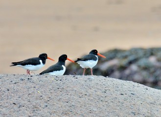 Beautiful oystercatchers on the sand of the Tregastel beach in Brittany. France