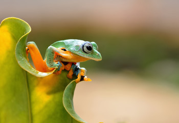 green tree frog on a leaf