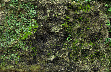 green moss on a stone wall with vegetation growing in the rock - rough texture background