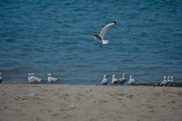 Seagulls flying above the coast ocean in Paracas Peru