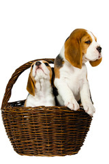 Two purebred puppies of a Beagle dog.