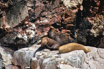 Fototapeta premium Seal lions sitting on a rocky cliff on las Islas Ballestas in Paracas Peru