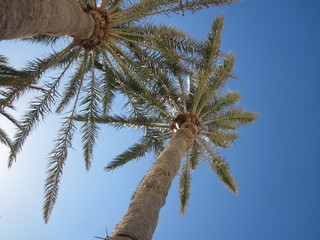 Palme von unten