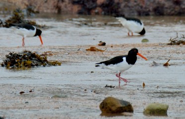 Group of oystercatchers on the sand in Brittany. France