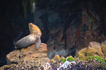 sea lion looking up on a rocky cliff in Islas Ballestas Paracas Peru