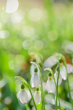 ガランサス Images Browse 67 Stock Photos Vectors And Video Adobe Stock